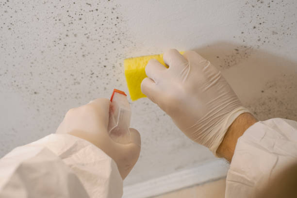 Best Mold Odor Removal Services  in Benicia, CA