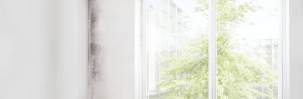 Best Attic Mold Removal  in Benicia, CA