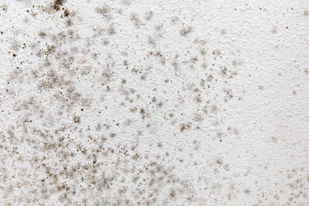 Best Asbestos and Lead Testing During Mold Inspection  in Benicia, CA
