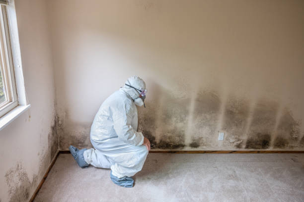 Best Mold Removal for HVAC Installations  in Benicia, CA